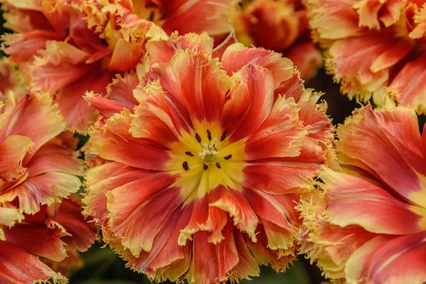 Квітучі тюльпани Каммінгс. Рідкісний різновид. Виявлений бутон. крупним планом — стокове фото