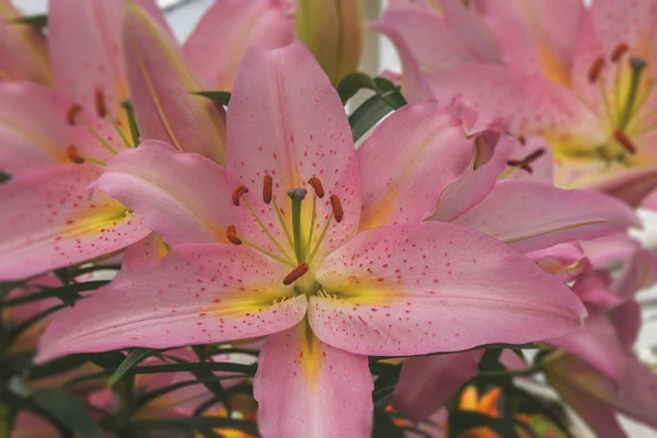 Lilium romance inteligente no jardim de flores Keukenhof. Flor revelada. Fechar — Fotografia de Stock