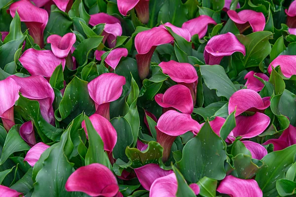 Calla Lily Zantedeschia Kaptan Palermo bahar bahçe Keukenhof
