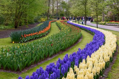 Kemerler Felemenkçe renkli çiçeklerin Keukenhof bahçeleri bahar