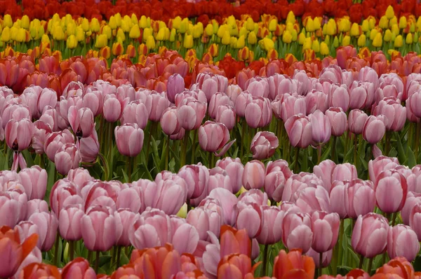 Talrijke publiek toegankelijke tulpenvelden in bloei in het voorjaar van de Nederlandse Keukenhof — Stockfoto