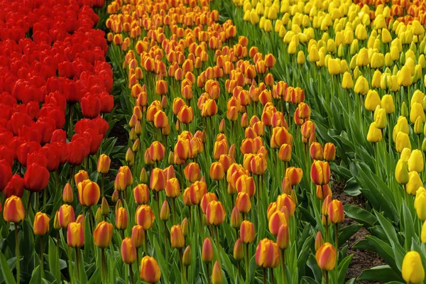 Talrijke publiek toegankelijke kleur tulpenvelden in bloei in het Nederlands lente tuinen van de Keukenhof — Stockfoto