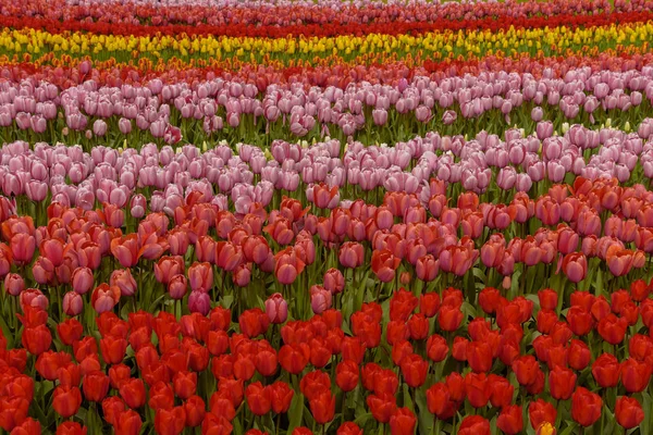 Talrijke publiek toegankelijke rood, roze, gele tulpenvelden in bloei in het Nederlands lente tuinen van de Keukenhof — Stockfoto