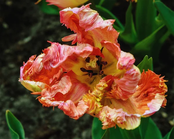 Flor colorida papagaio Tulipa em Keukenhof Jardins. Fechar — Fotografia de Stock