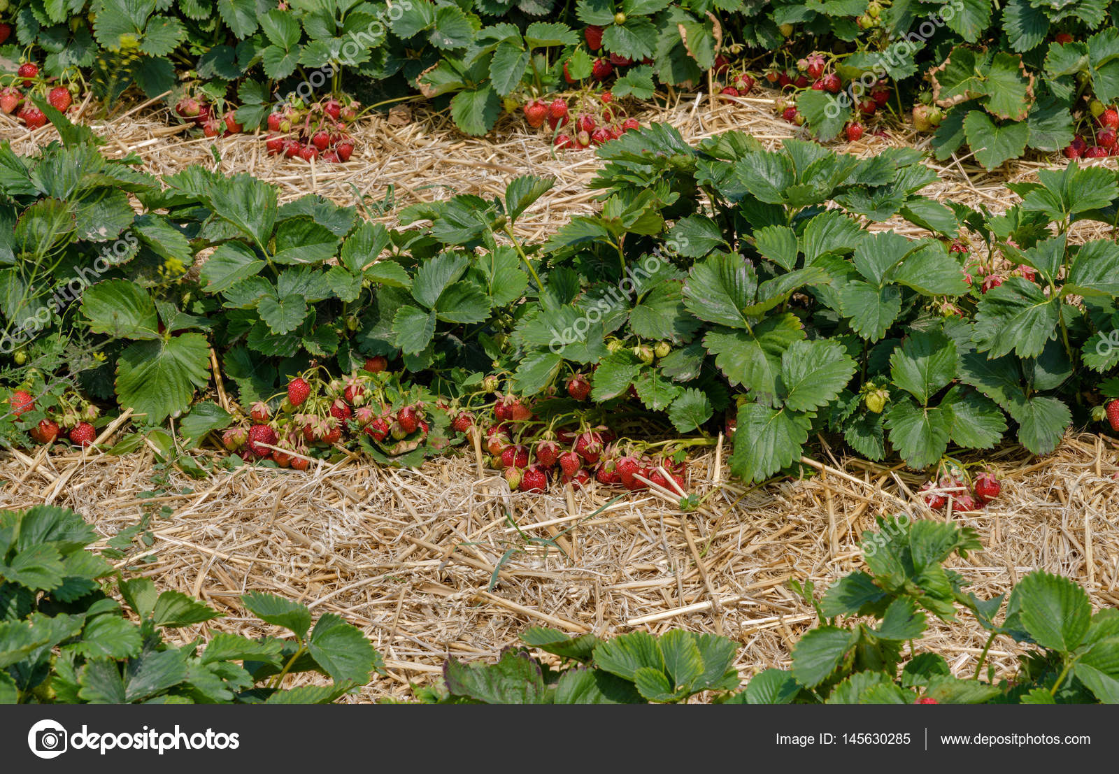 спанбонд для мульчирования. можно ли под клубнику. грядки клубники с мульчей. мульчирование виктории опилками. агроткань для клубники.