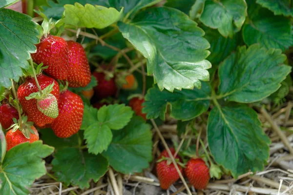 Pittoreske aardbei veld op zomerdag in Duitsland — Stockfoto