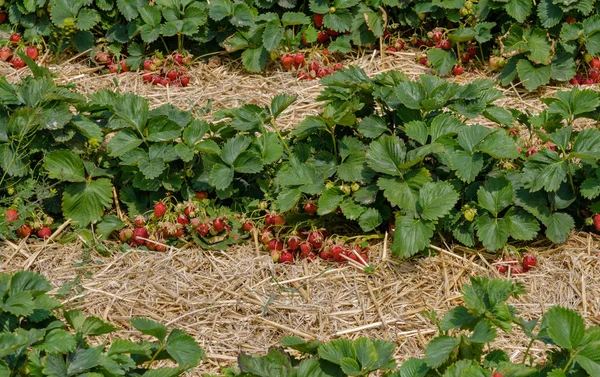 Pittoresco campo di fragole nella giornata estiva in Germania — Foto Stock