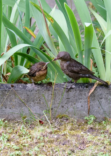 El pájaro alimenta al polluelo que salió volando del nido. Mirlo común — Foto de Stock