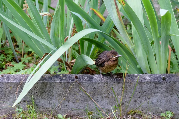 The nestling flew out of the nest and waits for the feeding — Stock Photo, Image