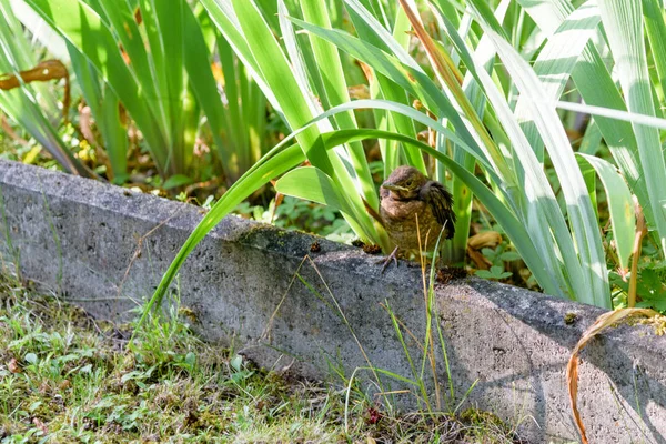 雛は巣と餌を待つが飛び出した。動物的 — ストック写真