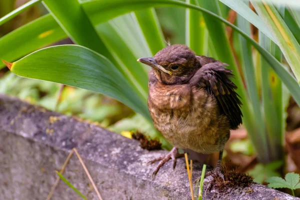 El nido salió volando del nido y espera la alimentación. Una foto de animales salvajes en un hábitat natural — Foto de Stock