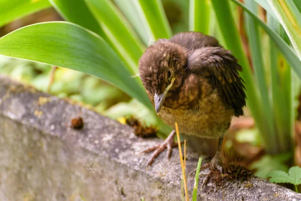 El nido salió volando del nido y espera la alimentación. Pájaro negro común. Animales salvajes en un hábitat natural — Foto de Stock