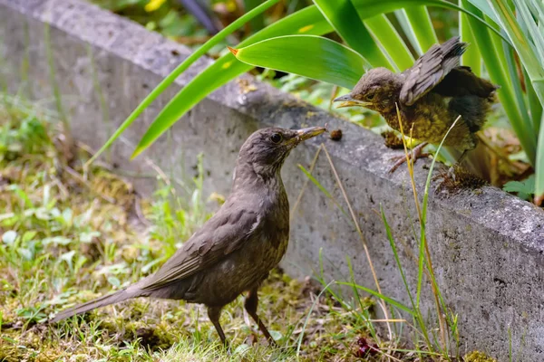 Mamá alimenta a su chica. Pájaro negro común, Turdus merula. Una foto de animales salvajes en un hábitat natural. Fotocaza — Foto de Stock
