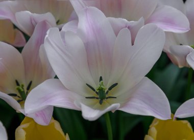 Pembe çiçek açması lale. Lale enfes çeşitleri