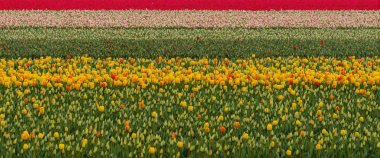 Keukenhof bahçeleri Hollanda Hollanda çiçek alanları bahar