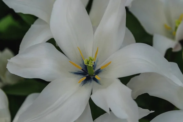 Tulipa Tres Chic. Tulipa florescente — Fotografia de Stock