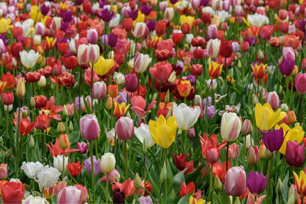 Talrijke publiek toegankelijke tulpen velden in bloei. Nederlandse voorjaar Keukenhof — Stockfoto