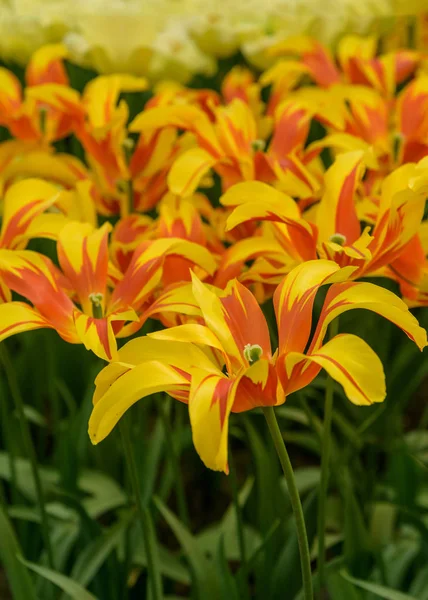 Tulipas de flores amarelas vermelhas na primavera Keukenhof Jardins. Variedades requintadas de tulipas — Fotografia de Stock