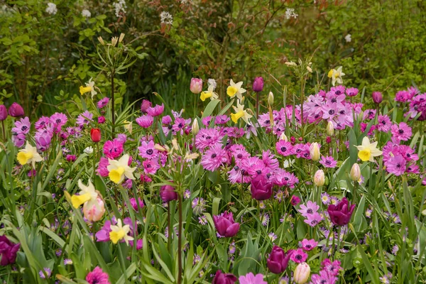 Nombreux champs de fleurs accessibles au public en fleurs — Photo