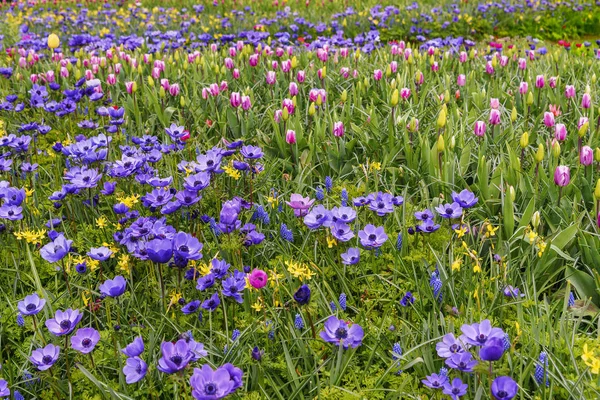 Pole niebieskie kwiaty kwitnące wiosną ogród Keukenhof — Zdjęcie stockowe