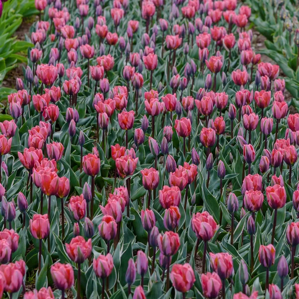 Campi di tulipani in fiore. Primavera olandese Keukenhof Gardens — Foto Stock