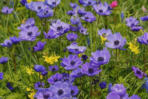 Field of blue blooming flowers in spring Keukenhof Gardens. Landscape — Stock Photo, Image