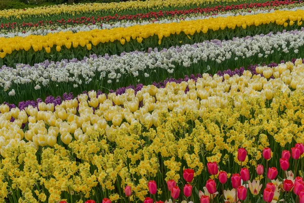 Barevné tulpen, lázně narzissen v holandštině jarní zahrady Keukenhof v Nizozemsku — Stock fotografie