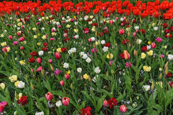 Colorato tulpen, narzissen in primavera olandese Keukenhof Gardens. Un'aiuola fiorita. Orizzonte — Foto Stock