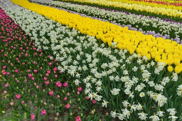 Barevné tulpen, lázně narzissen v holandštině jarní zahrady Keukenhof — Stock fotografie