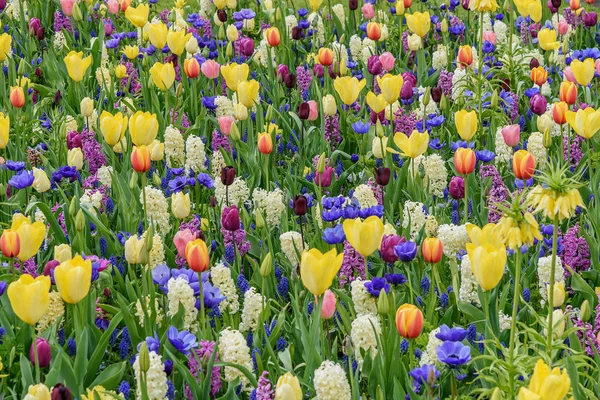 Multicolore tulpen, narzissen in primavera Keukenhof Gardens. Fioritura aiuola — Foto Stock