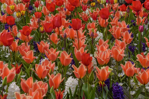 Fiori multicolori e fiori in giardino Keukenhof. Contesto. Foto degli interni — Foto Stock