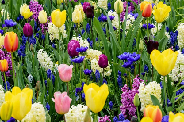 Fiori multicolori e fiori nel giardino primaverile olandese Keukenhof. Paesaggio — Foto Stock