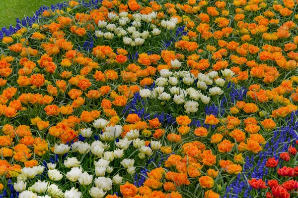 Pola, w rozkwicie. Kolorowe tulpen, narzissen w ogrodach Keukenhof — Zdjęcie stockowe