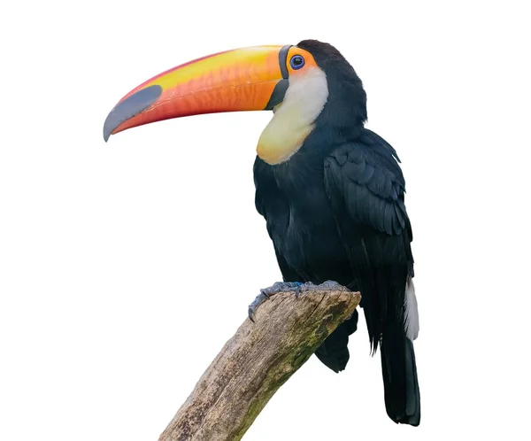 Toucan facturé sur la chaîne. Isolé — Photo