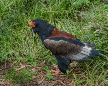 Bateleur kartal. Zimbabve kuş