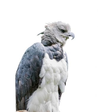 Harpia harpyja. İzole