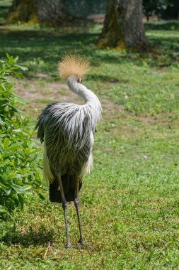 gri taç vinçGrulla coronada gris