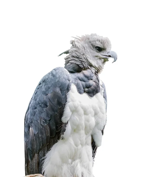 900+ Harpy Eagle Stock Photos, Pictures & Royalty-Free Images