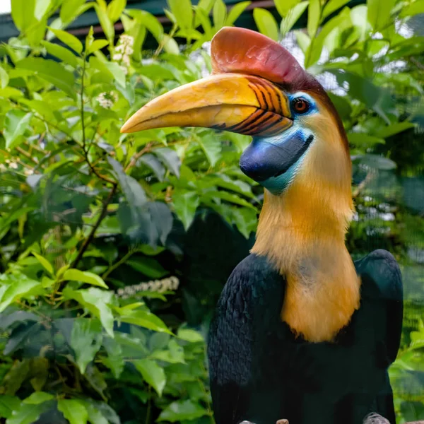 Knobbed Hornbill is a colourful hornbill native to Indonesia — Stock Photo, Image