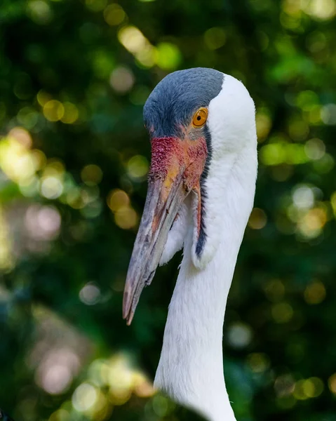 Крупная птица Wattled crane семейства Gruidae. Портрет с характерными ваттами — стоковое фото