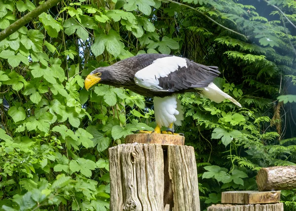 A águia-do-mar do Steller no parque das aves. Um grande pássaro de rapina. Horizontal — Fotografia de Stock