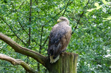 Ak kuyruklu deniz-kartal. Yağmur, deniz gri Kartal, erne, kuş Parkı içinde gri kartal kartal