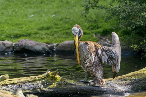 Выставка пеликанов Перу — стоковое фото