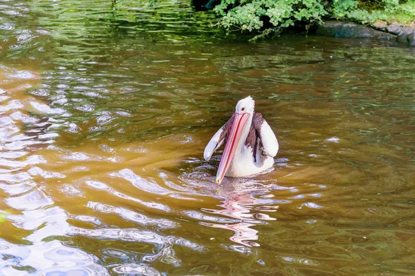 Pelikán australský plavání — Stock fotografie