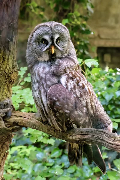 Gran búho gris es un búho muy grande. Plumaje de la cara — Foto de Stock