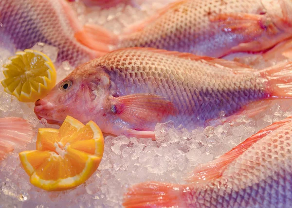 Spigola di pesce fresco di mare profondo dal Mare del Nord, limone, arancia si trovano su ic — Foto Stock