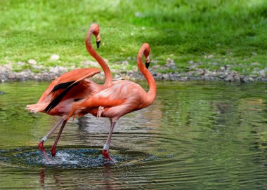 Flamingolar çifti bir su birikintisi hazır. Amerikan flamingo. Poster için peyzaj
