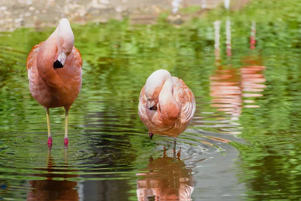 Paire de flamants roses dans un étang. Paysage paysager — Photo