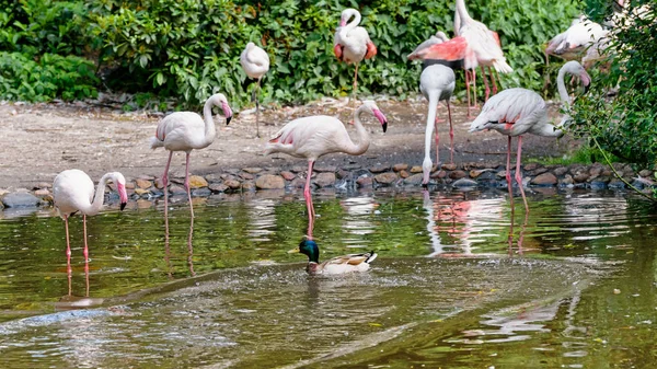 Rebanho de flamingos cor-de-rosa em uma lagoa — Fotografia de Stock