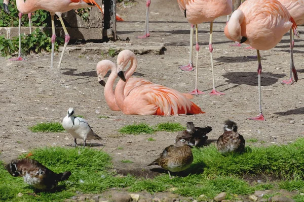 Par de flamingos cor de rosa. Lanscape. — Fotografia de Stock